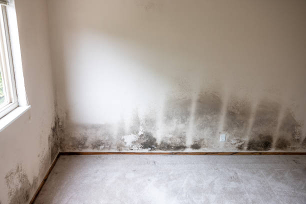 Best Mold Prevention Services  in USA